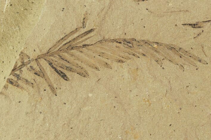 Metasequoia (Dawn Redwood) Fossils - Montana #102314